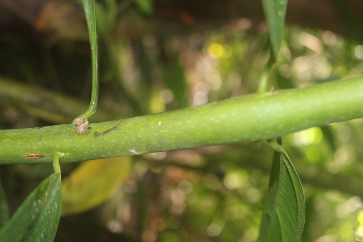 Hortonia angustifolia (Thwaites) Trimen